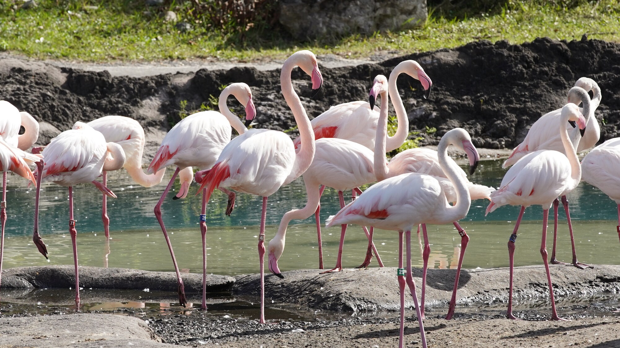 Greater Flamingos at Kilimanjaro Safari. (Disney)