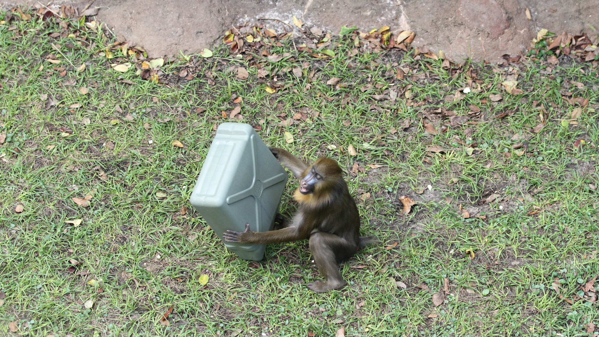 Mandrill investigates an enrichment item placed in the enclosure by the keepers as source of food and stimulation. (Disney)