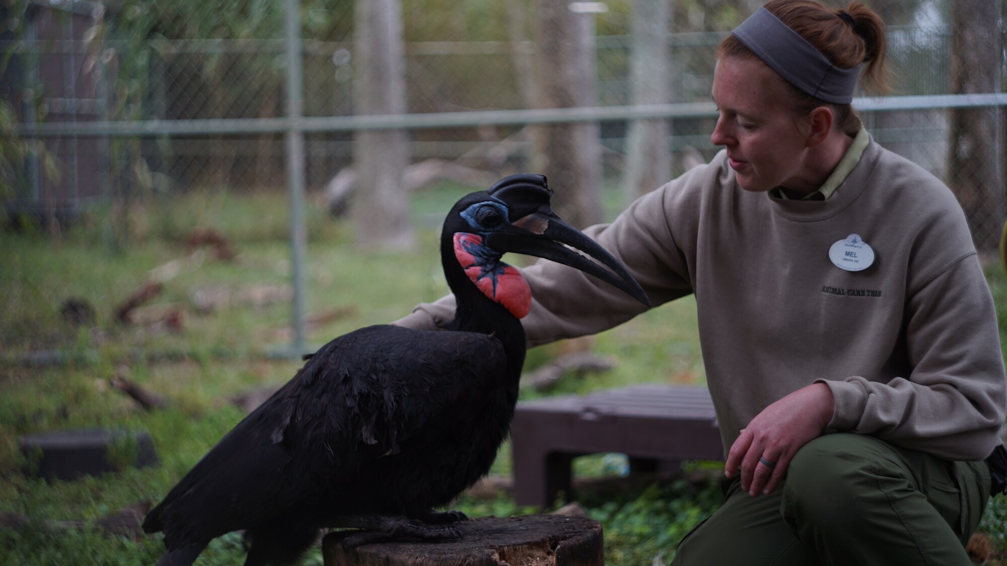 Cassanova, the 23-year-old Abyssinian Ground Hornbill, interacting at Lodge Savannah. Cassanova is very interested in the camera crew and runs immediately towards them as he is let out of the barn.(Disney)