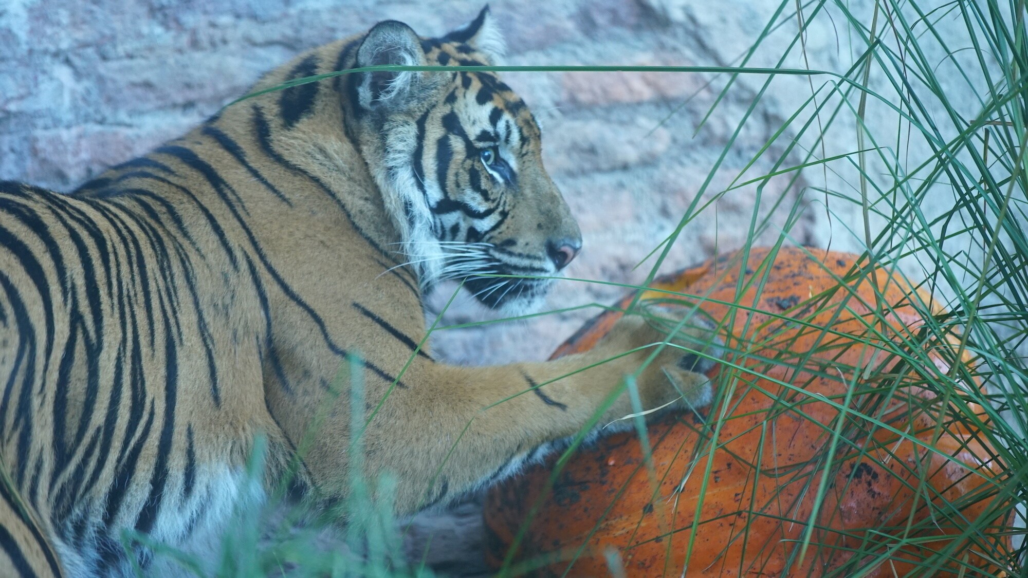 Anala the Sumatran tiger investigates a pumpkin filled with meatballs placed in the enclosure by keepers as enrichment. (Disney)