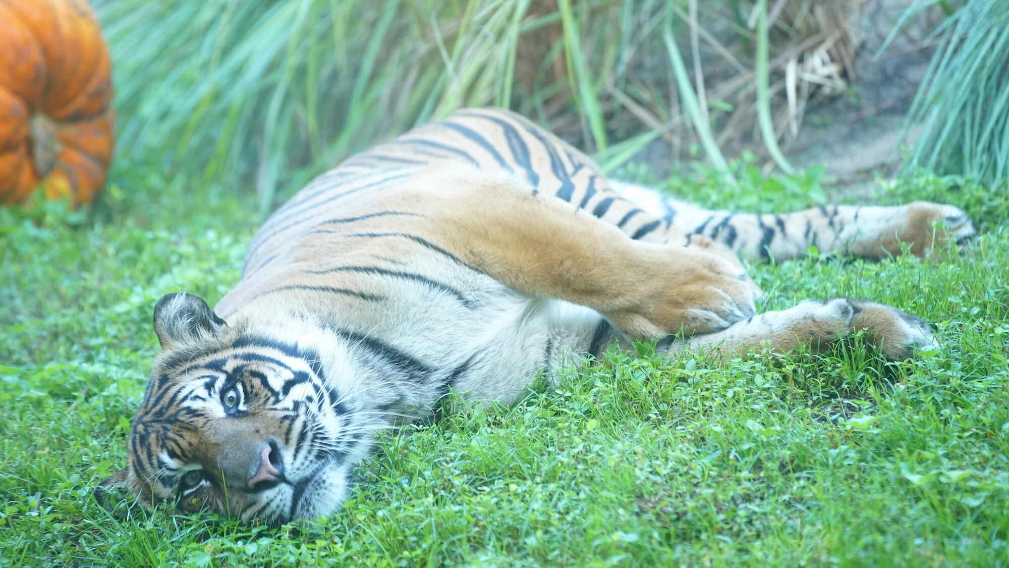 Sumatran tiger at the Maharajah Jungle Trek. (Disney)