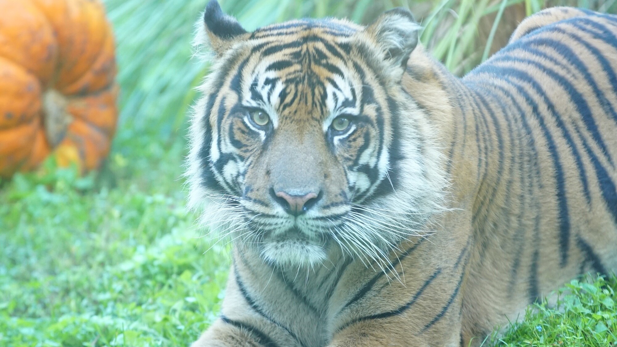 Sumatran tiger at the Maharajah Jungle Trek. (Disney)