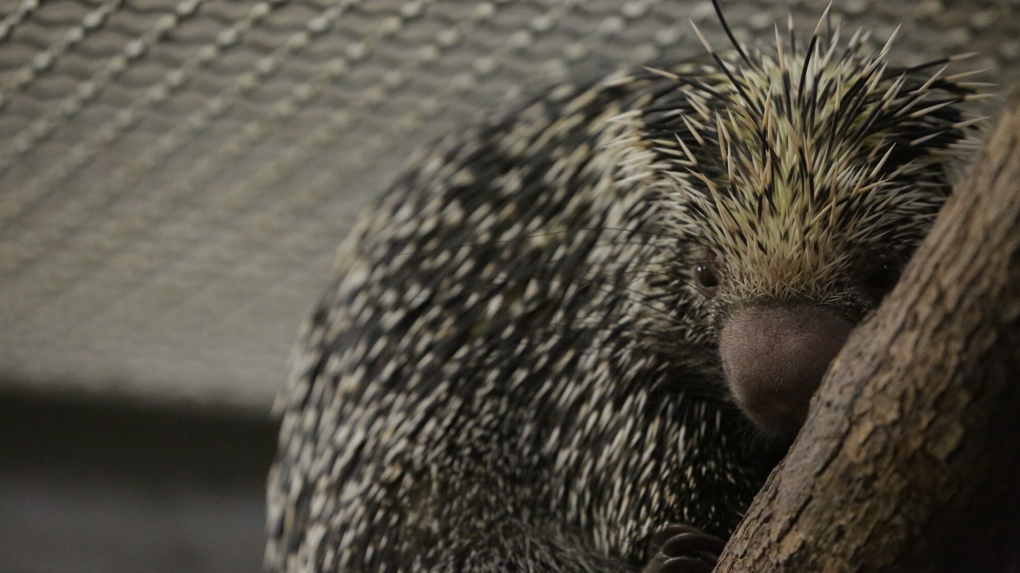 Keeper Ashley Hodges checks in on Peri, the prehensile-tailed porcupine, whose baby is due imminently. (Disney)