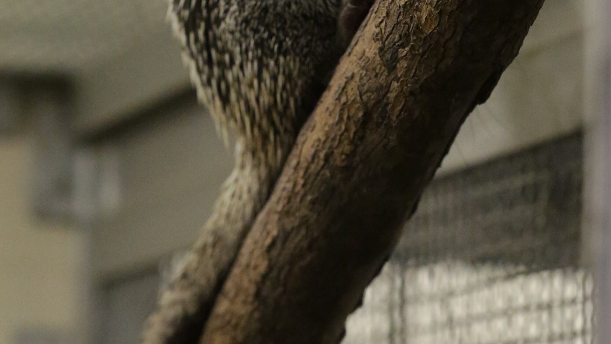 Peri, the prehensile-tailed porcupine. (Disney)
