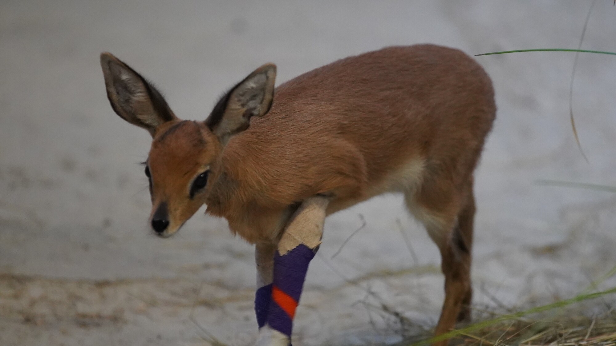 Stark the Steenbok is recovering well after corrective surgery on his legs. (Disney)
