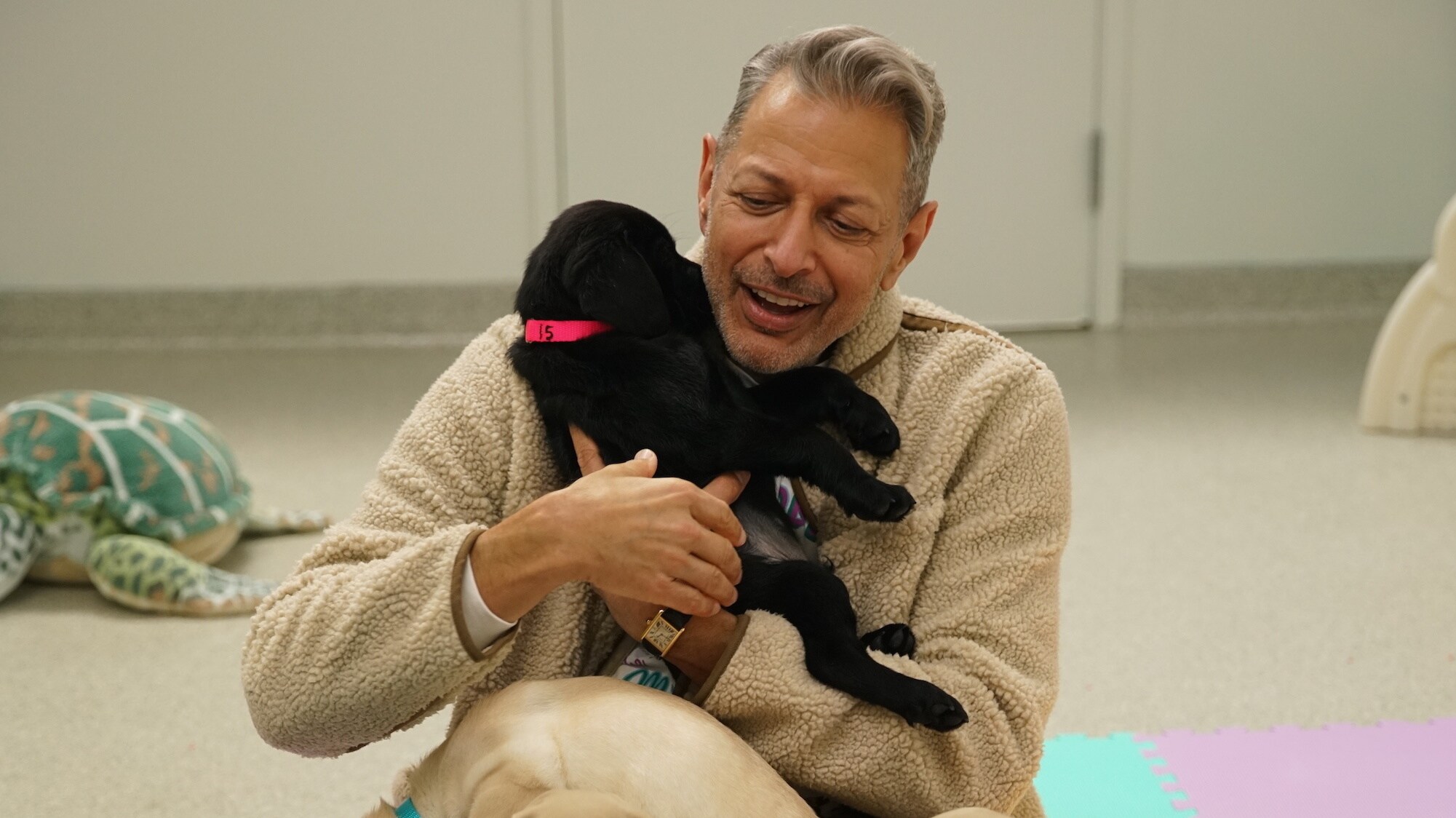 Santa Rosa, CA - Jeff Goldblum sits on the floor with puppies at Canine Companions. (Credit: National Geographic)