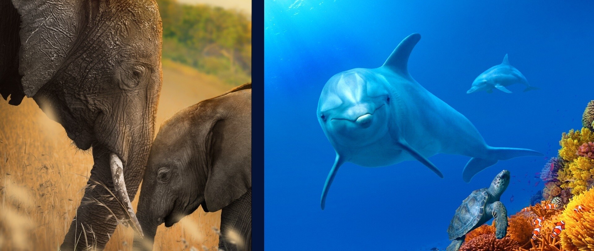  Una scena Da Disneynature: Echo, il Delfino e La Famiglia di Elefanti (2020)