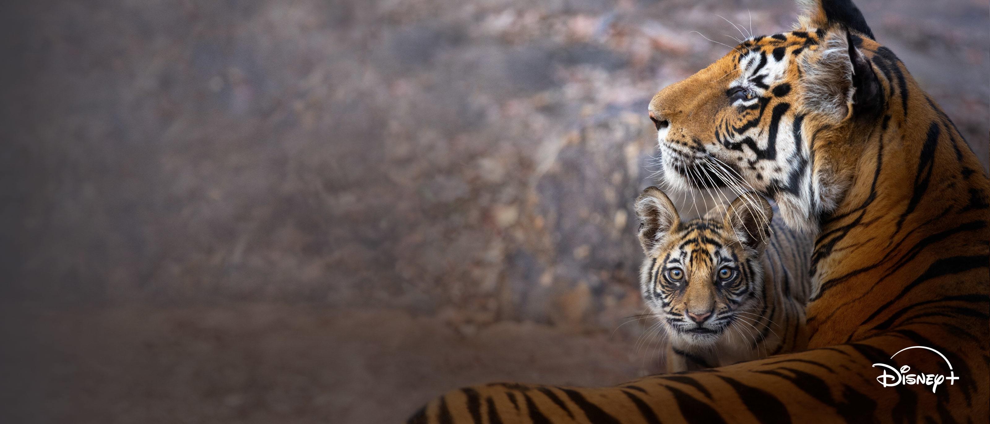 India tigrisei - Már elérhető a Disney+-on