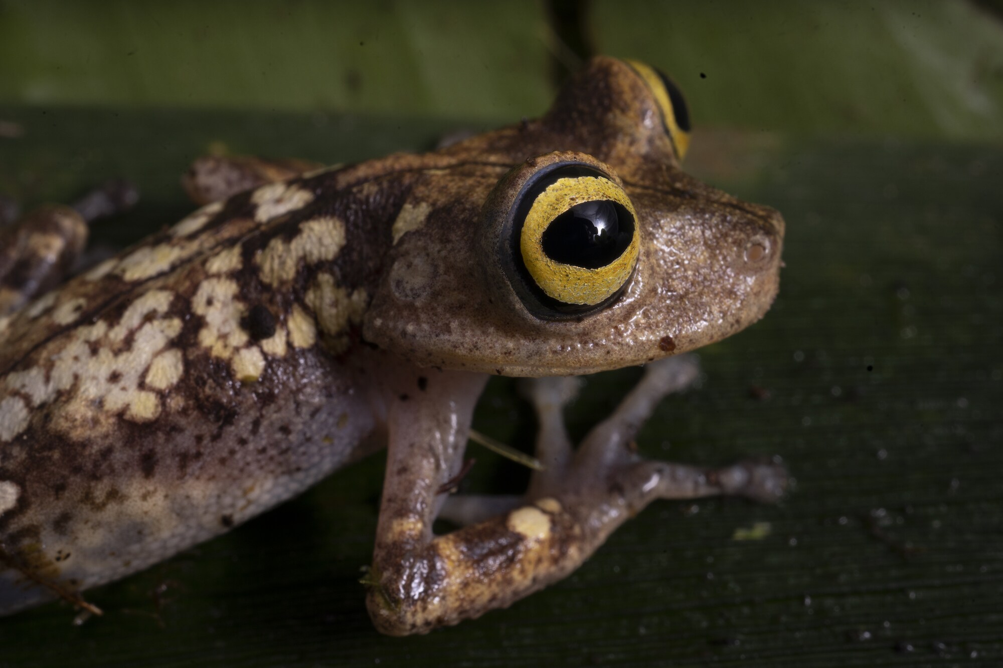 Biologist Bruce Means is looking for new species of frogs that inhabit the region of tepuis deep in the Amazon of Western Guyana. (National Geographic/RYAN VALASEK)