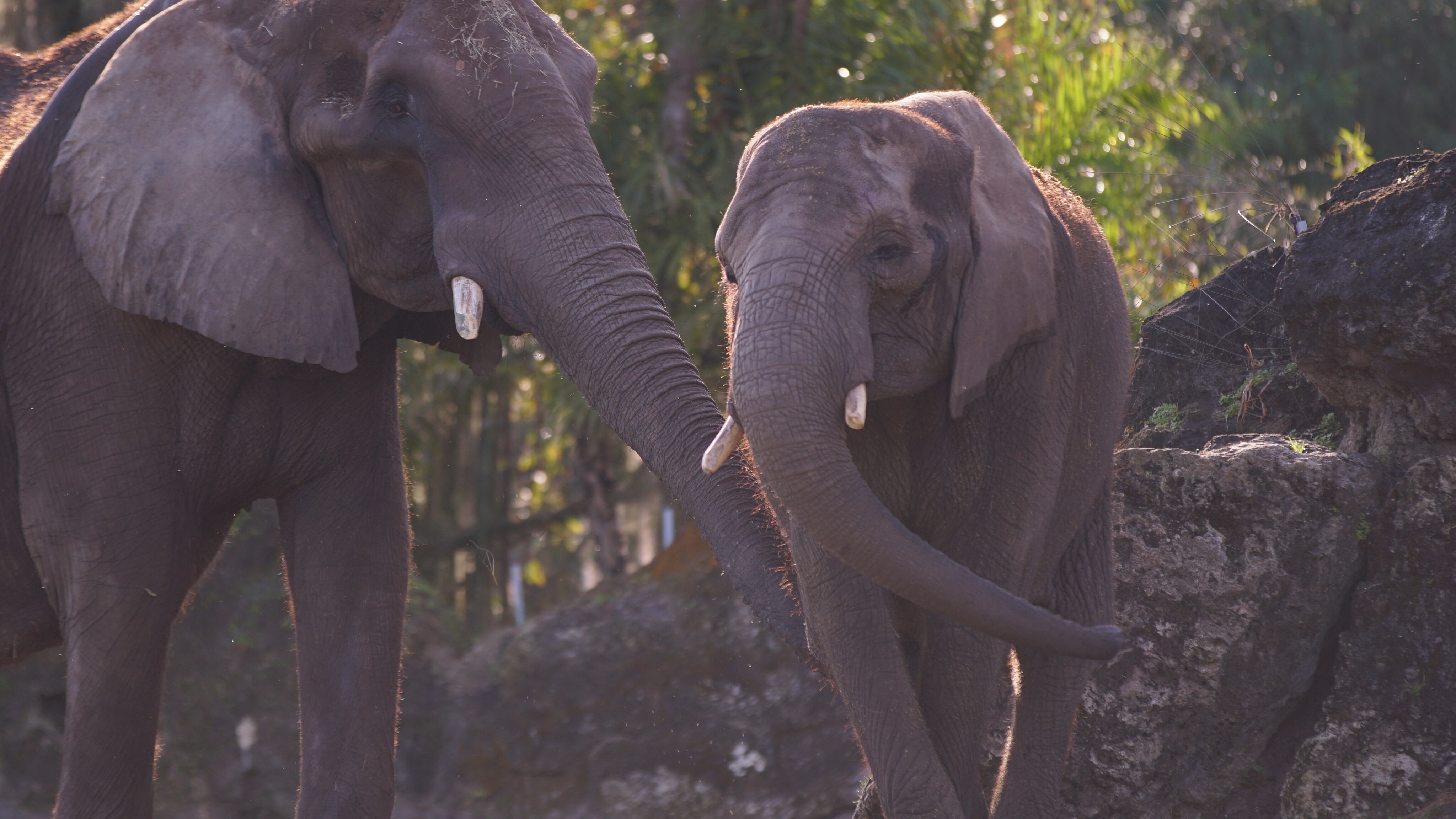 African Elephants at Harambe Wildlife Reserve. (Disney)