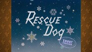 Rescue Dog