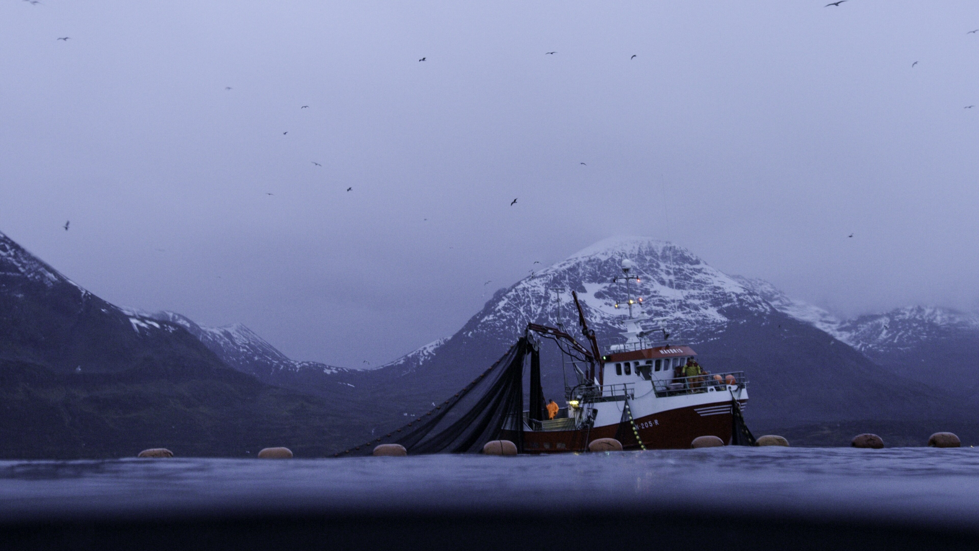 Orcas have learned to take advantage of Norway's fishing industry for easy prey. (National Geographic for Disney+/Luis Lamar)