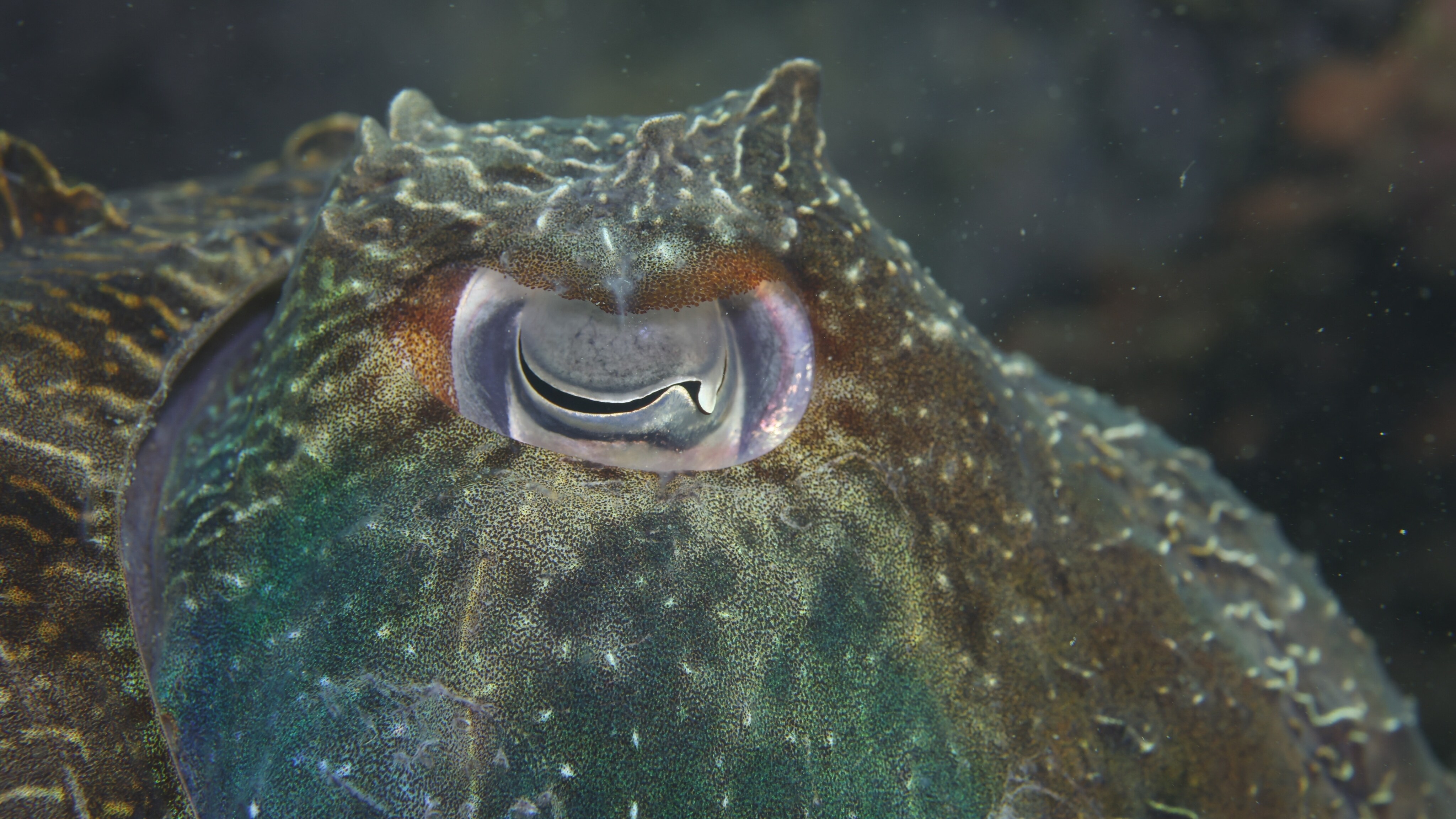 Close-up of giant cuttlefish eye.  (National Geographic for Disney+/Stefan Andrews)