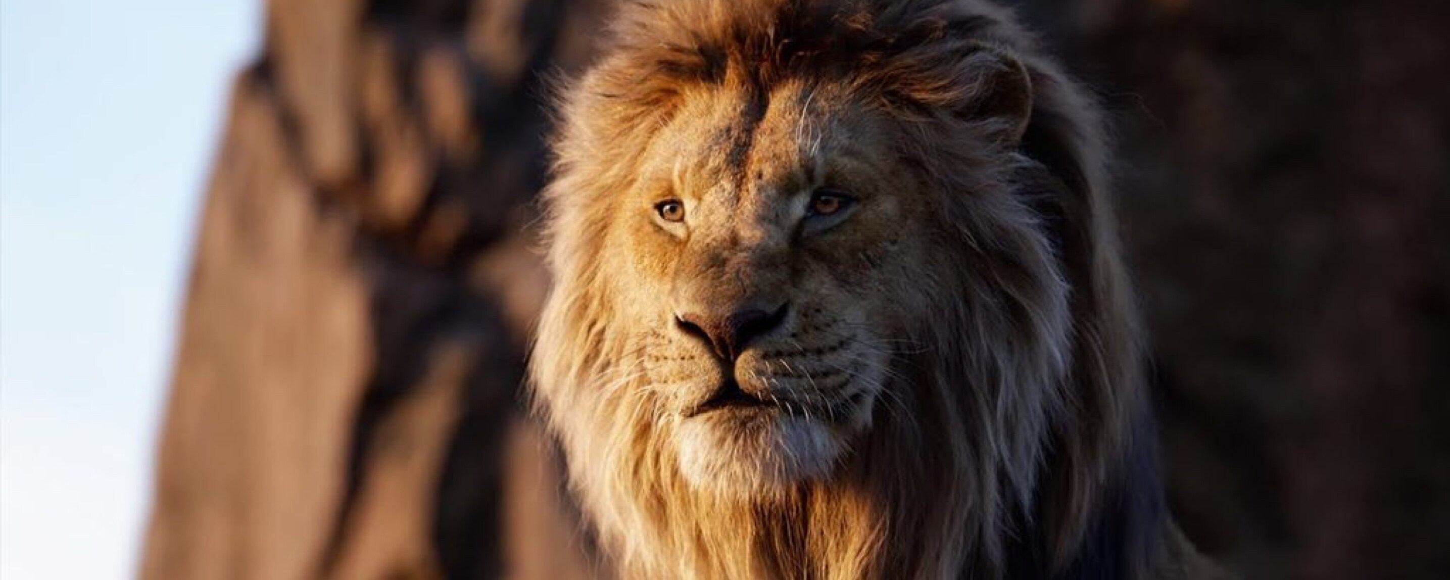 LE ROI LION – le retour du Roi Lion !