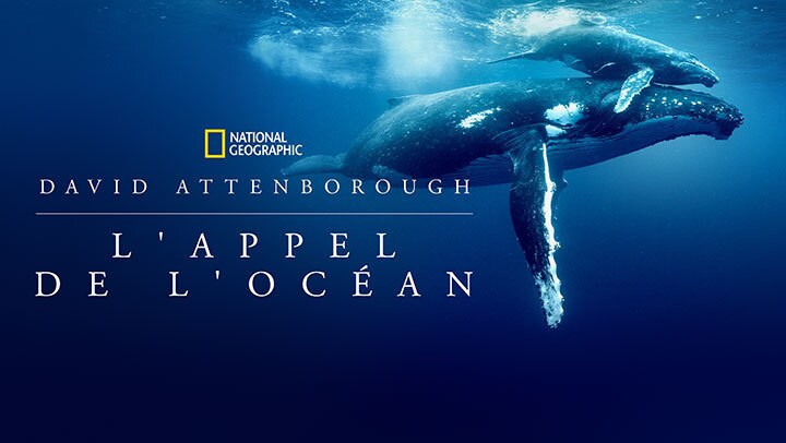 David Attenborough : L'Appel de l'Océan