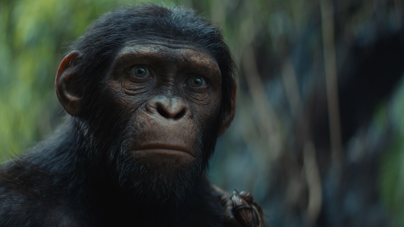 Noa (voiced by Owen Teague) in 20th Century Studios' KINGDOM OF THE PLANET OF THE APES. Photo courtesy of 20th Century Studios. © 2023 20th Century Studios. All Rights Reserved.	