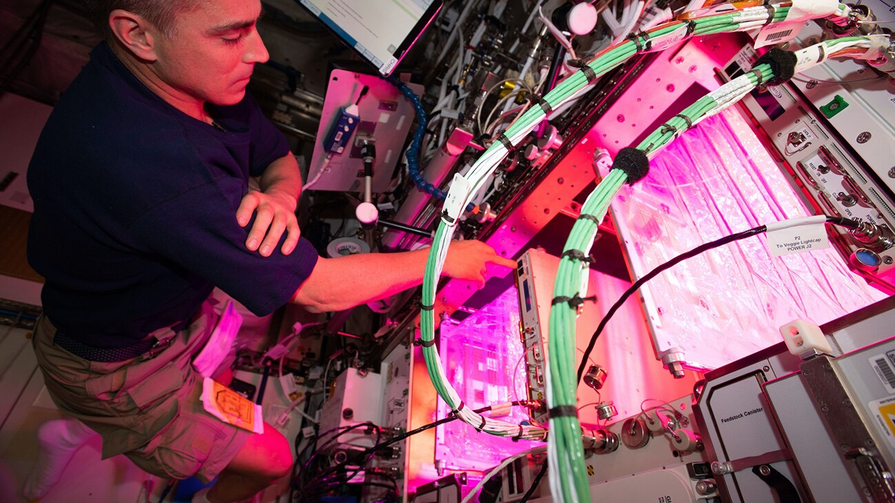 AMONG THE STARS - (April 29, 2020) - NASA astronaut and Expedition 63 Commander Chris Cassidy cleans botany research hardware after growing lettuce and mizuna greens inside the Columbus laboratory module. The Veggie PONDS (passive orbital nutrient delivery system) research facility seeks to demonstrate growing vegetables in space to support future crews on long-term missions. (NASA)  CHRIS CASSIDY