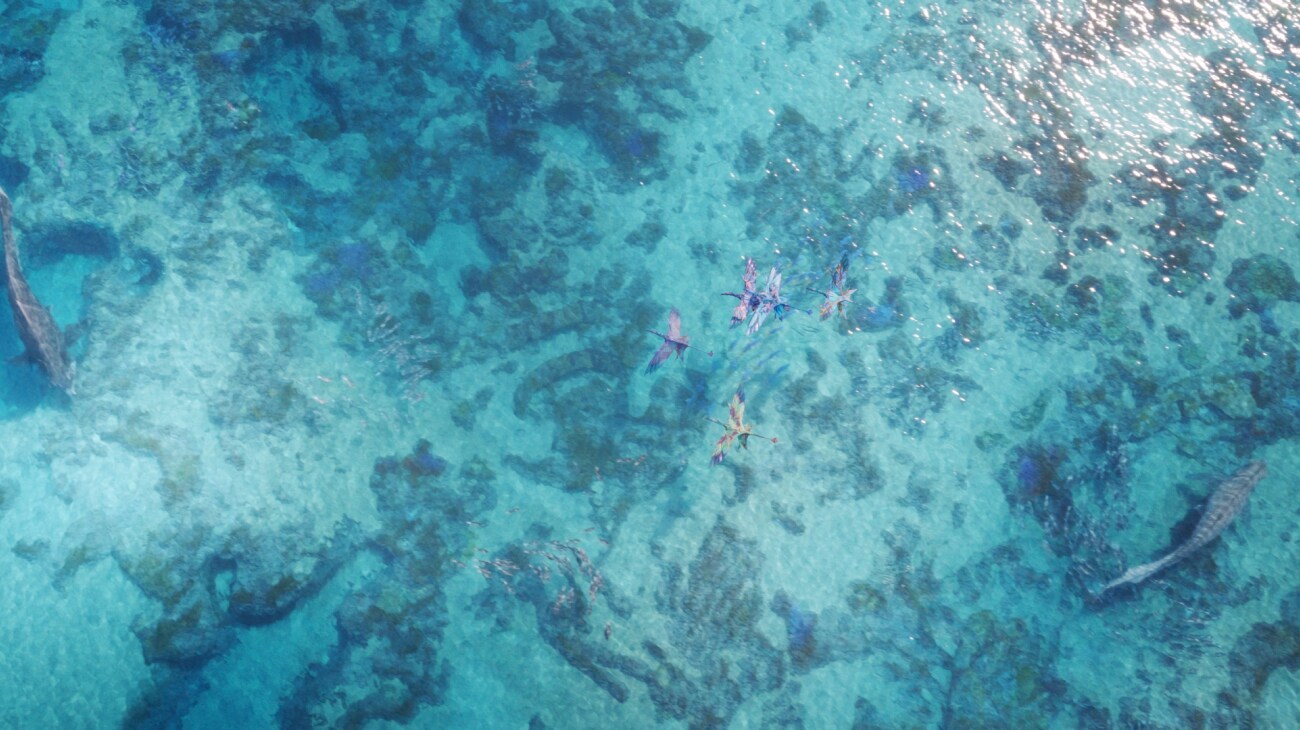 Several creatures fly above and swim below the surface of a clear blue reef.