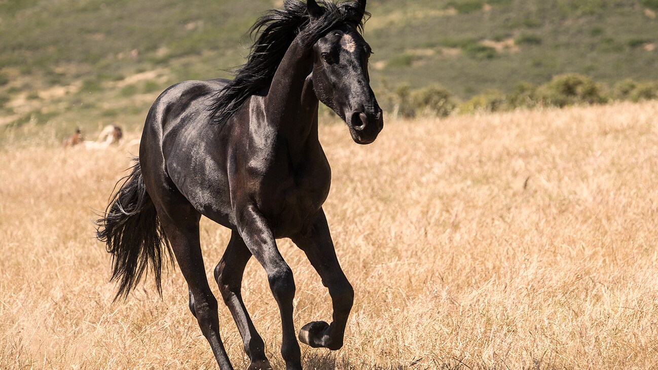 A horse running through a field from the movie Black Beauty.