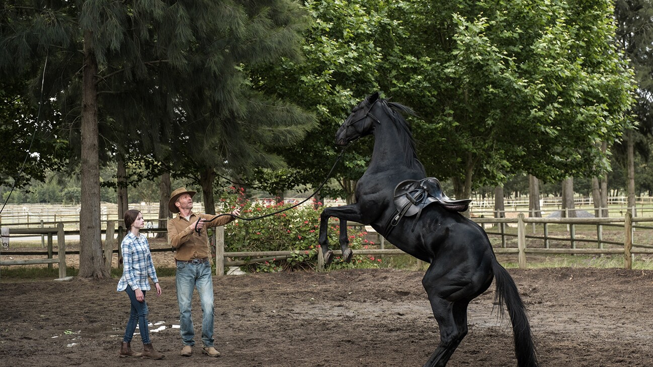 A horse on hind legs from the movie Black Beauty.