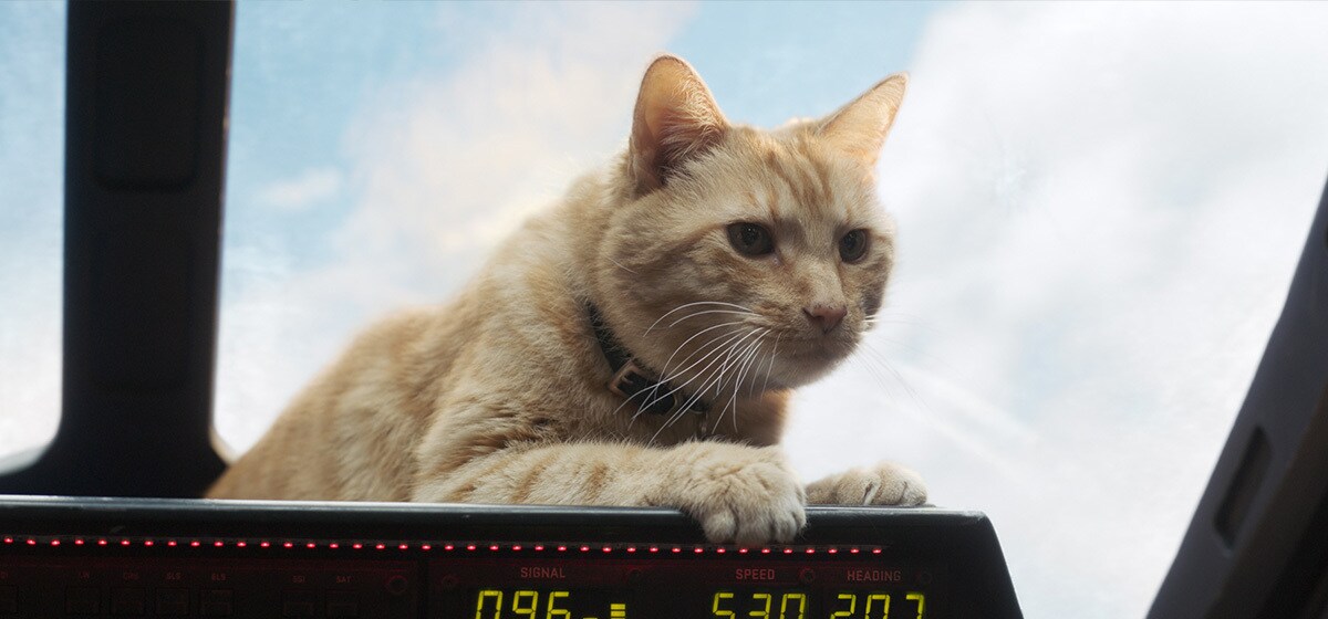 Goose the cant sits in the cockpit in Marvel Studios' Captain Marvel