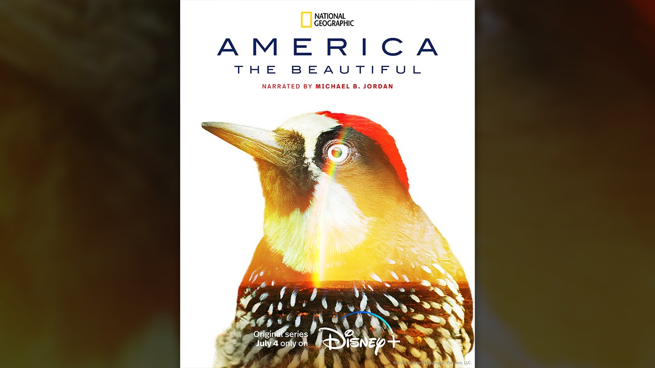 Woodpecker | National Geographic | America the Beautiful | Narrated By Michael B. Jordan | Original series July 4 only on Disney+