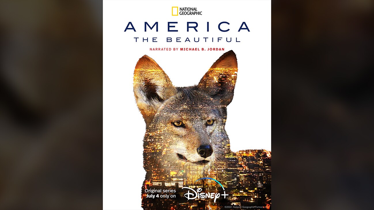 Coyote | National Geographic | America the Beautiful | Narrated By Michael B. Jordan | Original series July 4 only on Disney+