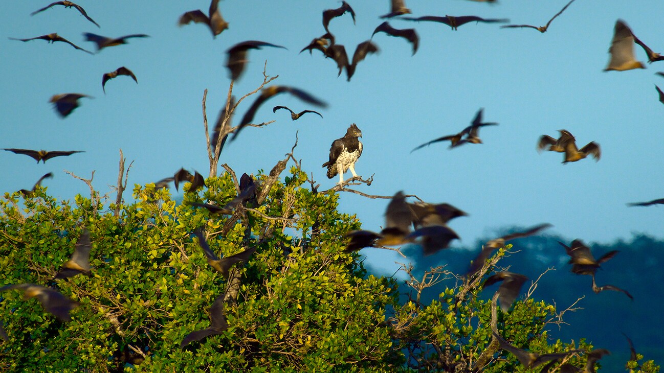 Crowned eagle perched over the bat forest, surrounded by fruit bats. (Credit: National Geographic for Disney+)