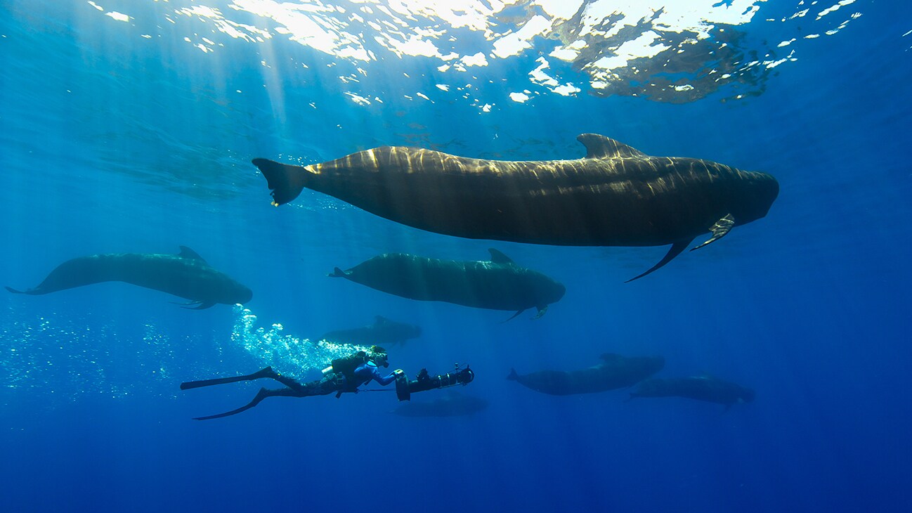 Bertie Gregory with underwater scooter, swimming beside whales. (Credit: National Geographic for Disney+)