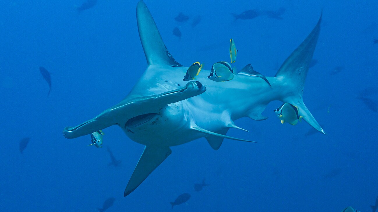 Scallop Hammerhead shark. (Credit: National Geographic/Bertie Gregory for Disney+)
