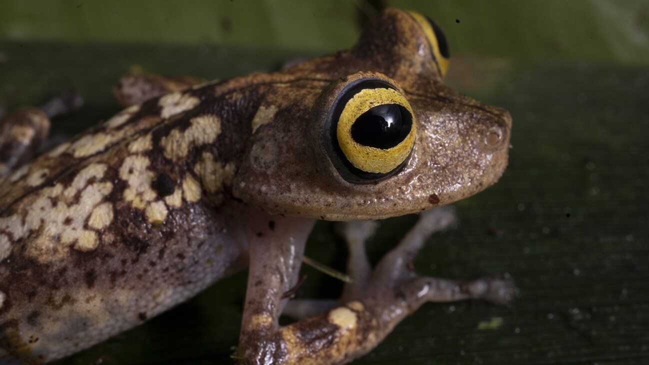 Biologist Bruce Means is looking for new species of frogs that inhabit the region of tepuis deep in the Amazon of Western Guyana. (National Geographic/RYAN VALASEK)
