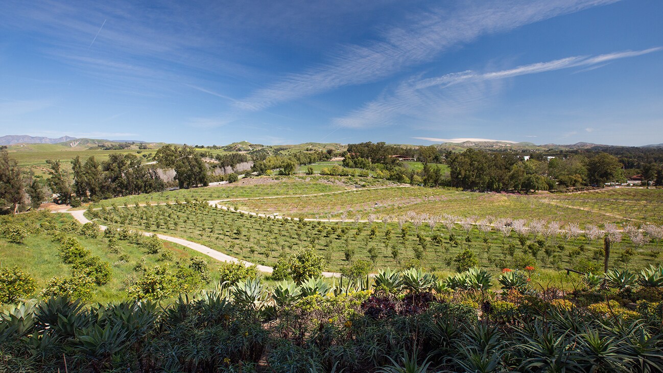 The orchards at Apricot Lane Farms contain a diversity of fruit trees, cover crops, and native plants, all part of the decade-long effort to revitalize once-barren farmland. (Apricot Lane Farms)