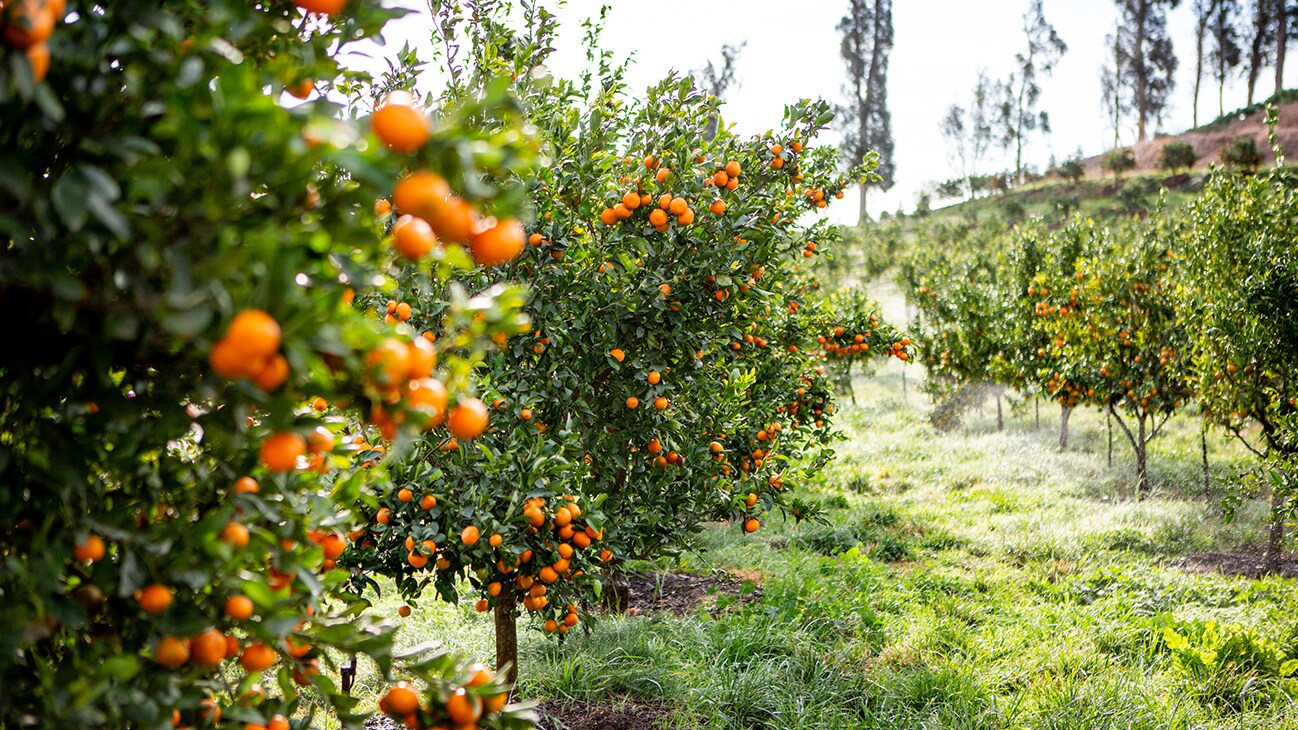 Mandarins are one of over 75 different fruit varieties growing in the most diverse orchard of Apricot Lane Farms, fondly known as "The Fruit Basket." Diversity of crops is critical to increasing the farm's immunity against pests and disease and building soil fertility. (Apricot Lane Farms)
