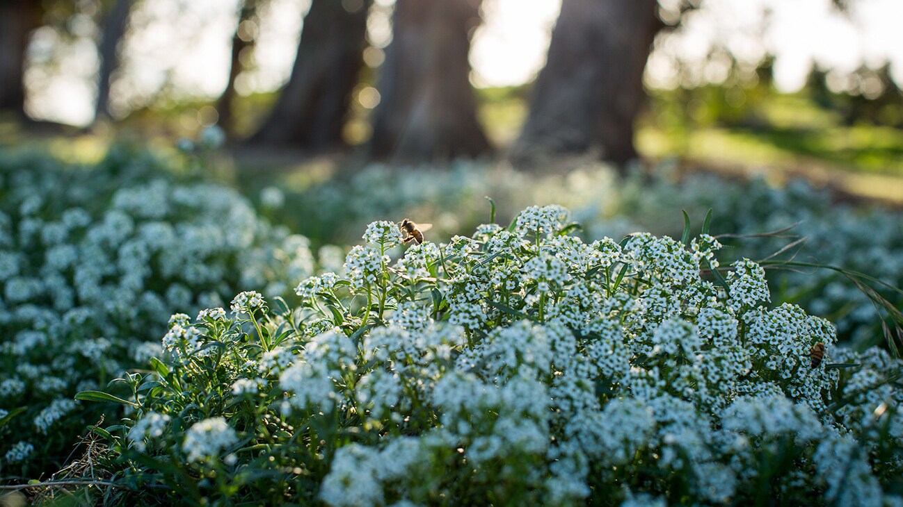 Sweet alyssum is one of the many wildflowers planted throughout the farm to attract bees and other pollinators that are critical to increasing biodiversity and building a healthy and resiliant farm ecosystem. (Apricot Lane Farms)