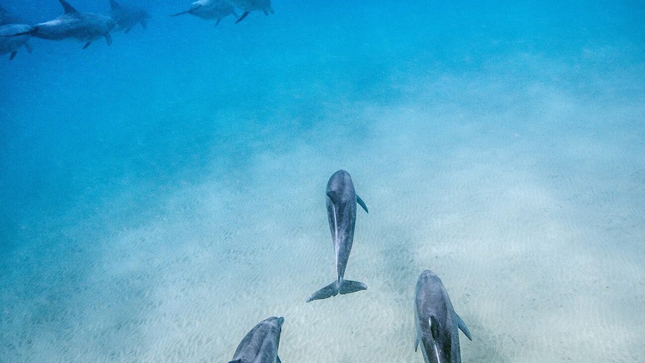 Three dolphins swimming underwater from the Disneynature movie "Dolphin Reef". Narrated by Natalie Portman.