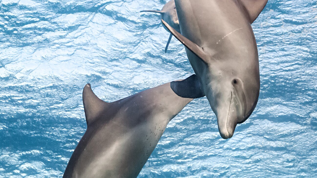 Two dolphins jumping in the water from the Disneynature movie "Dolphin Reef". Narrated by Natalie Portman.