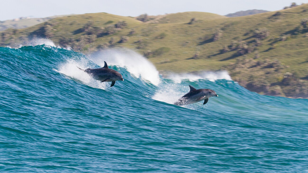 Two dolphins riding a wave, jumping in the water from the Disneynature movie "Dolphin Reef". Narrated by Natalie Portman.