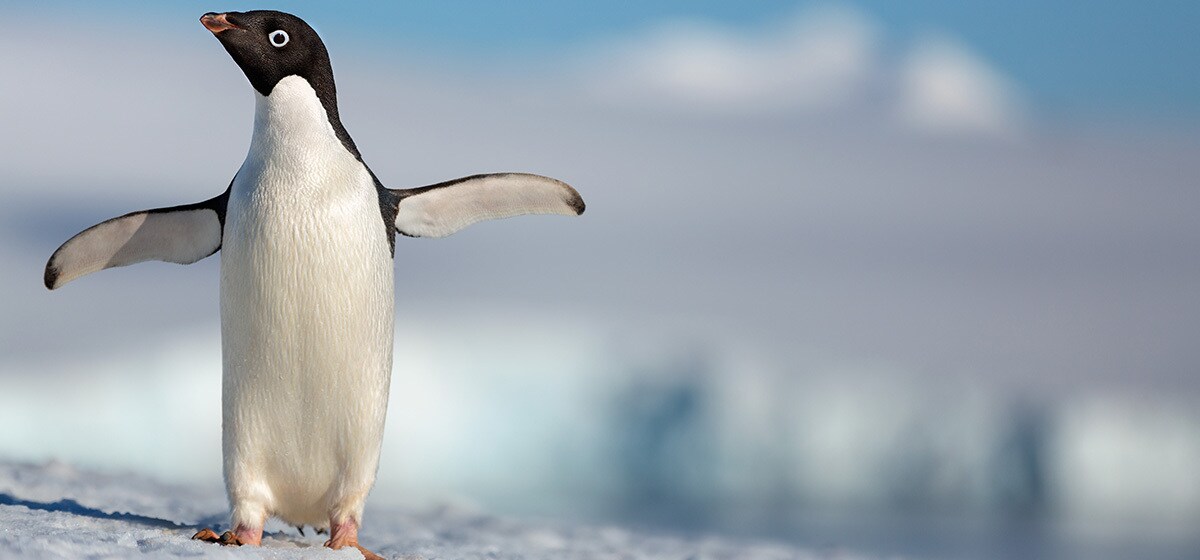 Disneynature's all-new feature film "Penguins" is a coming-of-age story about an Adélie penguin n...