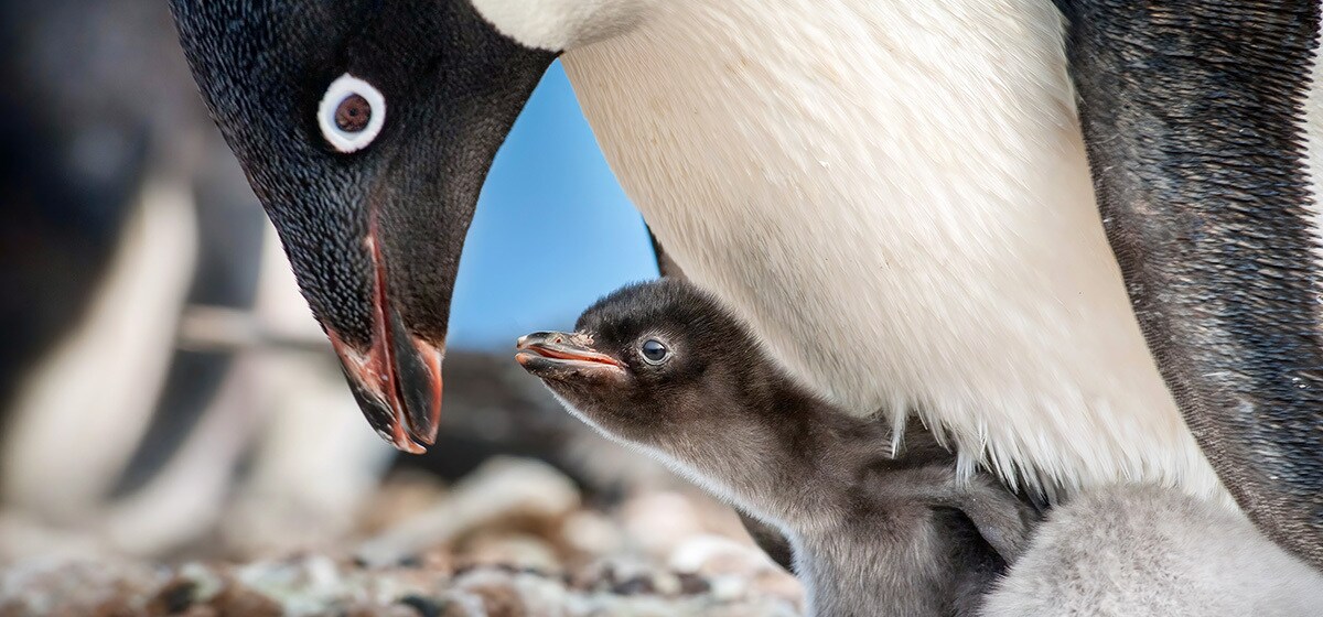 BUDDING FAMILY -- Disneynature’s all-new feature film “Penguins” is a coming-of-age story about a...