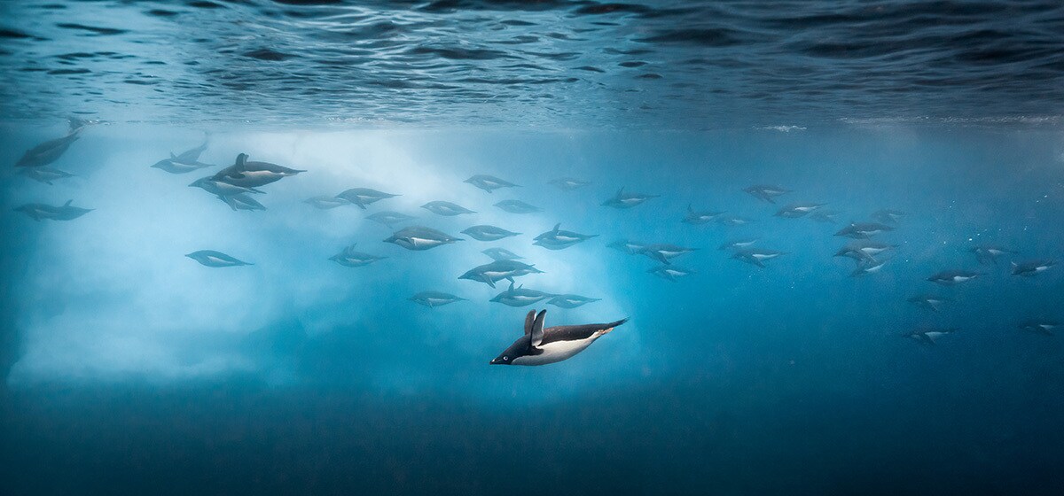 Disneynature's all-new feature film "Penguins" is a coming-of-age story about an Adélie penguin ...
