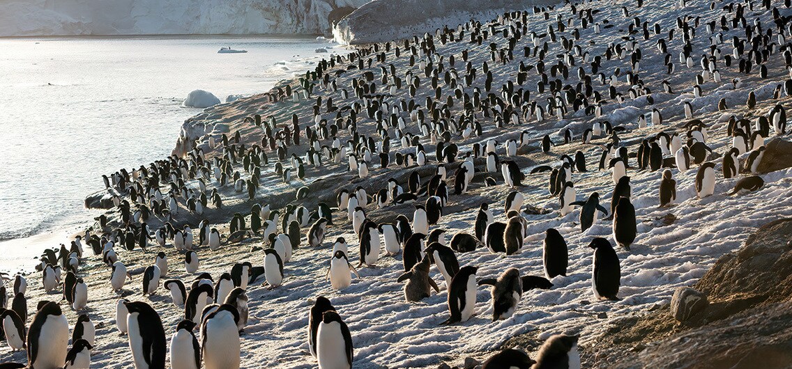 Penguins Disneynature