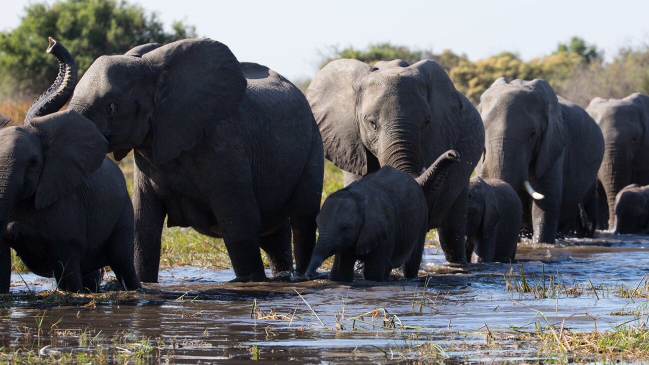African elephants walk single file across a stream from the Disneynature movie "Elephant". Narrated by Meghan, The Duchess of Sussex.