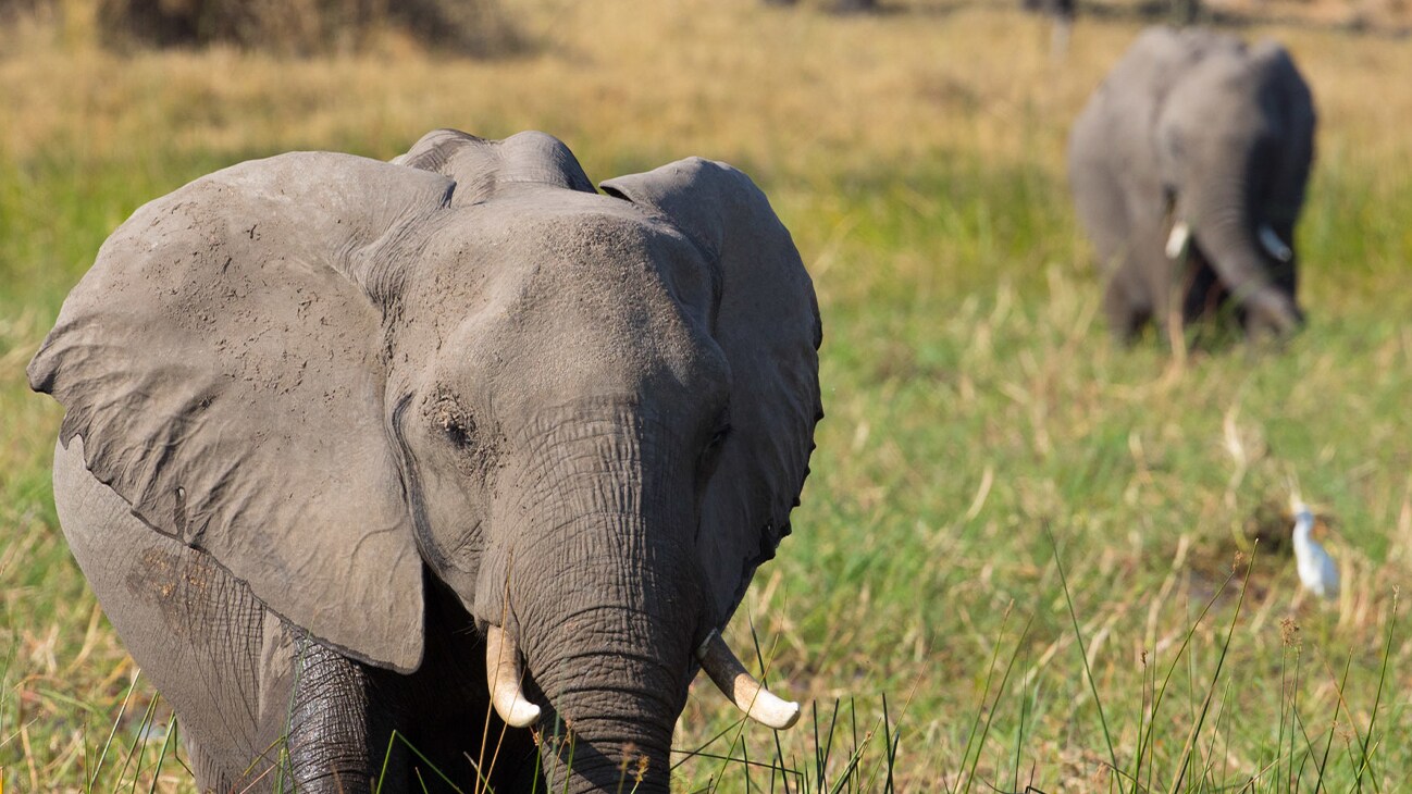 Two African elephants walking through grass from the Disneynature movie "Elephant". Narrated by Meghan, The Duchess of Sussex.