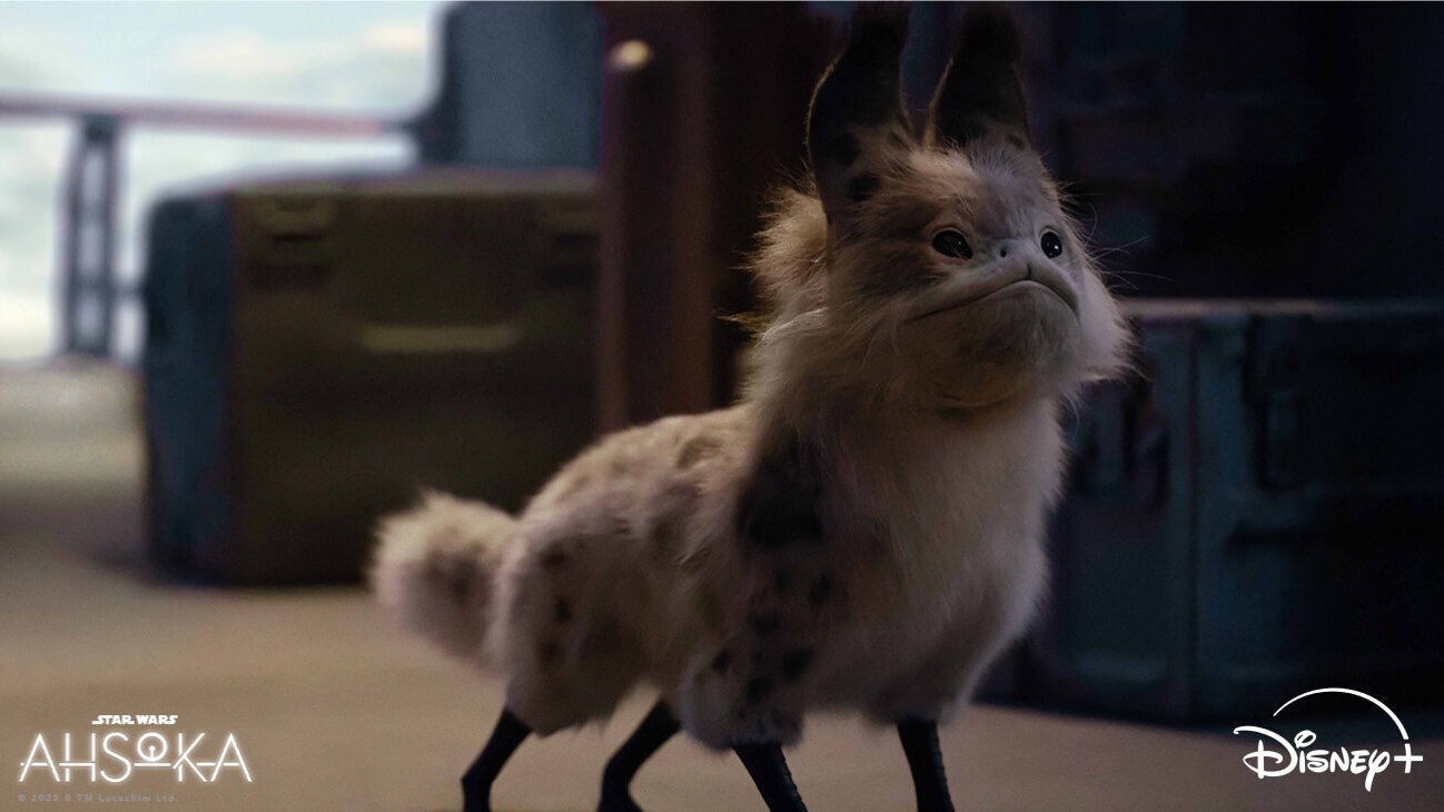 A Loth-cat in Lucasfilm's STAR WARS: AHSOKA, exclusively on Disney+. ©2023 Lucasfilm Ltd. & TM. All Rights Reserved.