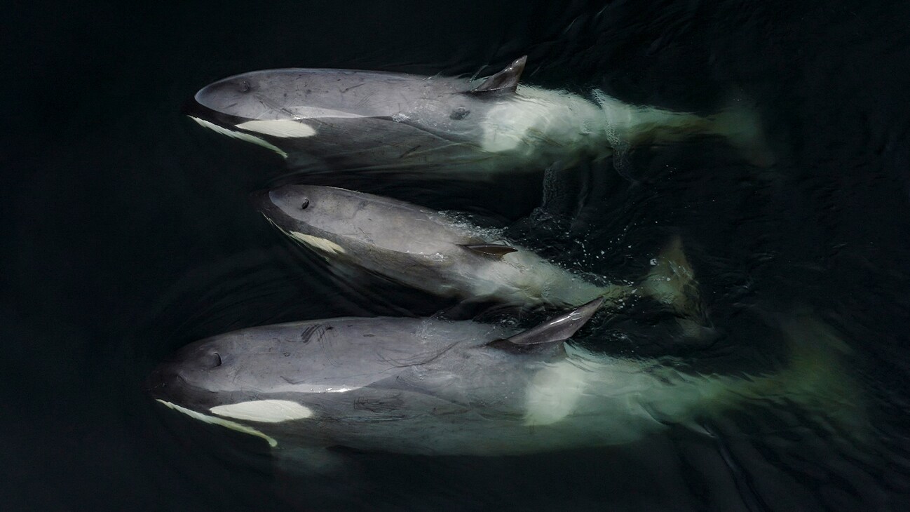Three Killer whales swim just below the surface of the water. The juvenile is in the middle. (credit: National Geographic for Disney+/Bertie Gregory)