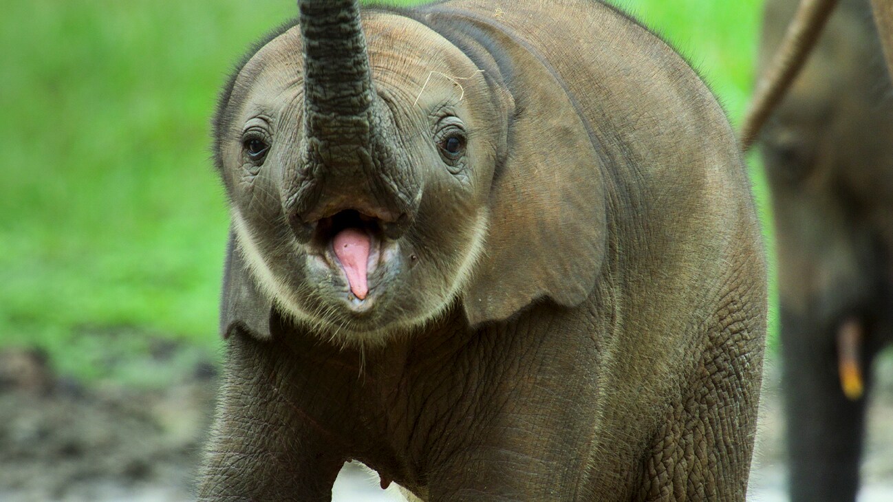Baby elephant with its trunk up. (National Geographic for Disney+/Bertie Gregory)