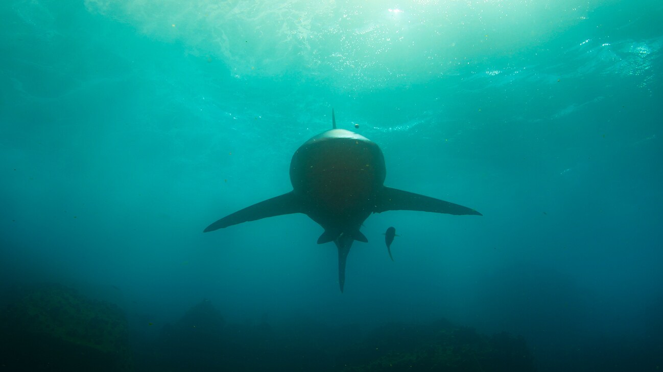 Underwater shot of Galapagos Shark swimming towards us. (National Geographic for Disney+/Bertie Gregory)