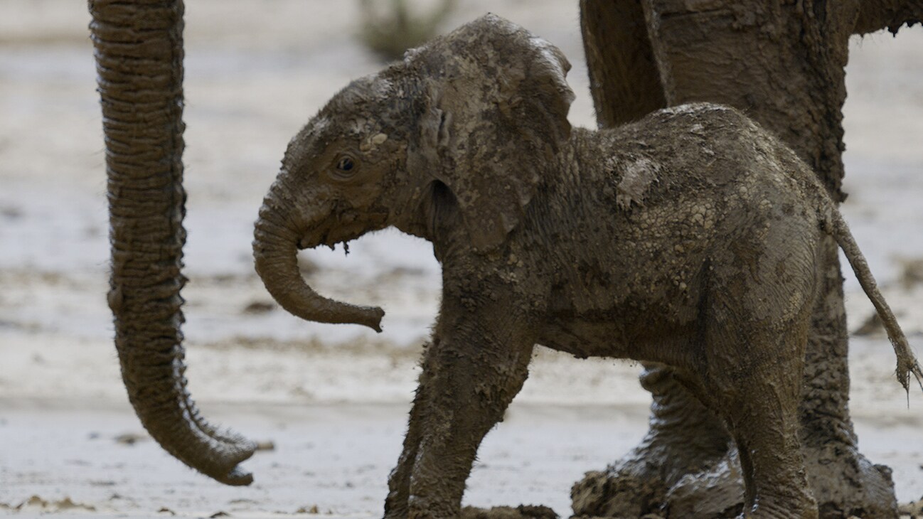 A baby elephant covered in a mudbath, in the Namib Desert, Namibia.  (National Geographic)