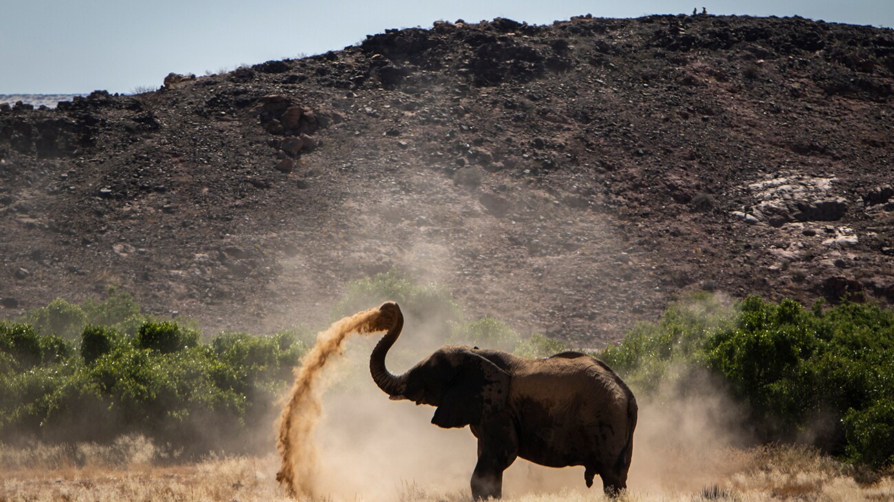 A lone elephant uses its trunk to spray dust onto its skin. (National Geographic for Disney/Robbie Labanowski)