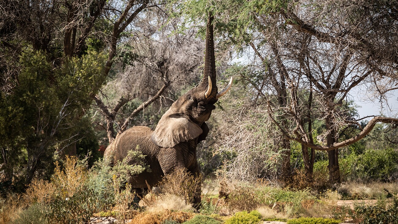 An elephant reaches up to tree branches to secure food. (National Geographic for Disney/Robbie Labanowski)